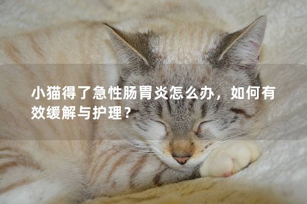 小猫得了急性肠胃炎怎么办，如何有效缓解与护理？