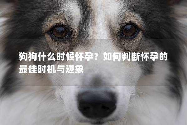 狗狗什么时候怀孕？如何判断怀孕的最佳时机与迹象