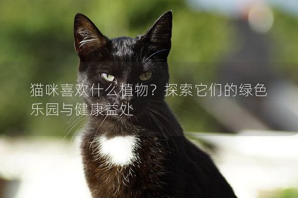 猫咪喜欢什么植物？探索它们的绿色乐园与健康益处