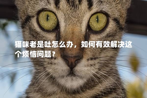 猫咪老是吐怎么办，如何有效解决这个烦恼问题？