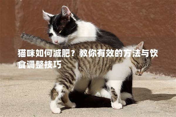 猫咪如何减肥？教你有效的方法与饮食调整技巧