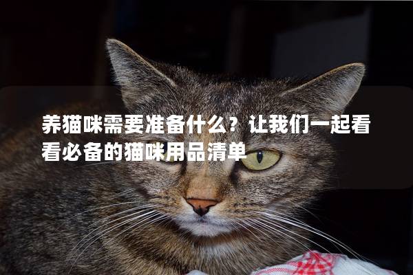 养猫咪需要准备什么？让我们一起看看必备的猫咪用品清单