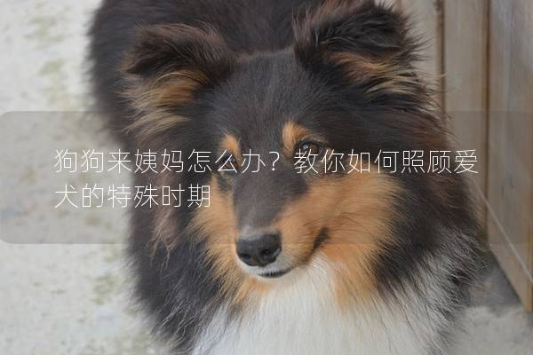 狗狗来姨妈怎么办？教你如何照顾爱犬的特殊时期