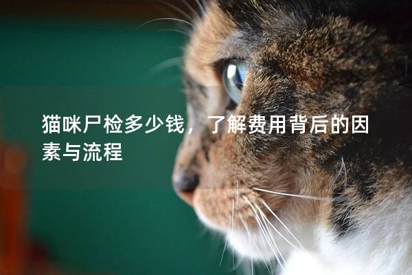 猫咪尸检多少钱，了解费用背后的因素与流程