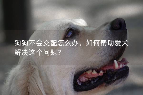 狗狗不会交配怎么办，如何帮助爱犬解决这个问题？