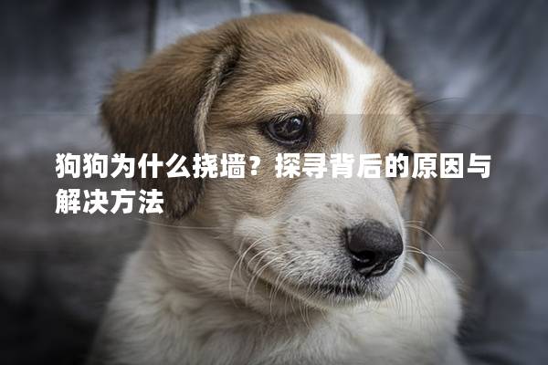 狗狗为什么挠墙？探寻背后的原因与解决方法