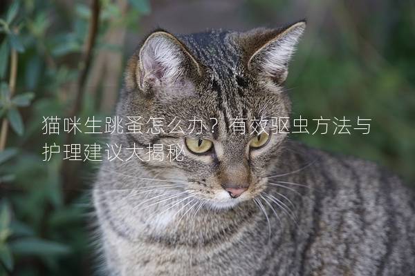 猫咪生跳蚤怎么办？有效驱虫方法与护理建议大揭秘