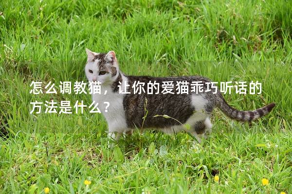 怎么调教猫，让你的爱猫乖巧听话的方法是什么？