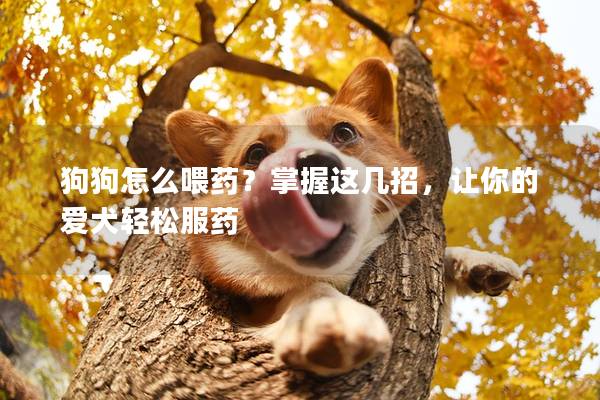 狗狗怎么喂药？掌握这几招，让你的爱犬轻松服药