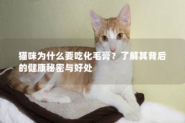 猫咪为什么要吃化毛膏？了解其背后的健康秘密与好处