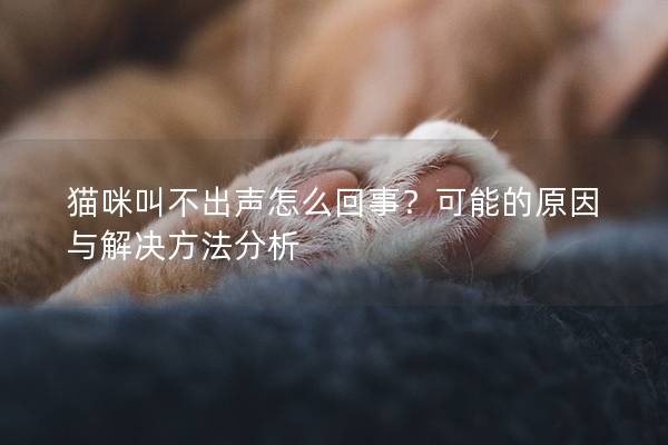 猫咪叫不出声怎么回事？可能的原因与解决方法分析