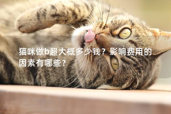 猫咪做b超大概多少钱？影响费用的因素有哪些？