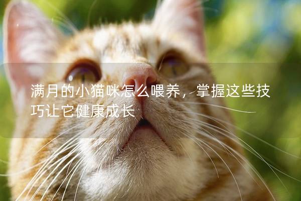 满月的小猫咪怎么喂养，掌握这些技巧让它健康成长