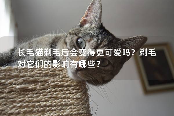 长毛猫剃毛后会变得更可爱吗？剃毛对它们的影响有哪些？