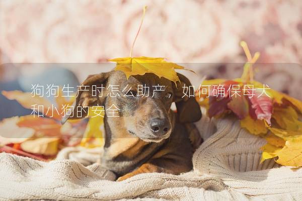 狗狗生产时怎么助产，如何确保母犬和小狗的安全