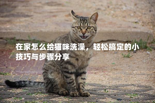 在家怎么给猫咪洗澡，轻松搞定的小技巧与步骤分享