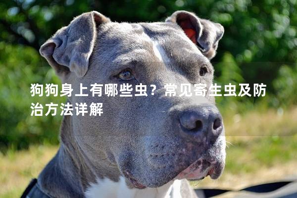 狗狗身上有哪些虫？常见寄生虫及防治方法详解