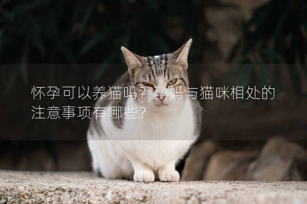 怀孕可以养猫吗？孕妈与猫咪相处的注意事项有哪些？