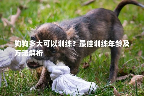 狗狗多大可以训练？最佳训练年龄及方法解析