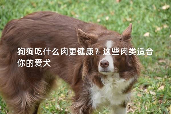 狗狗吃什么肉更健康？这些肉类适合你的爱犬