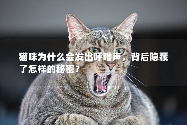 猫咪为什么会发出呼噜声，背后隐藏了怎样的秘密？