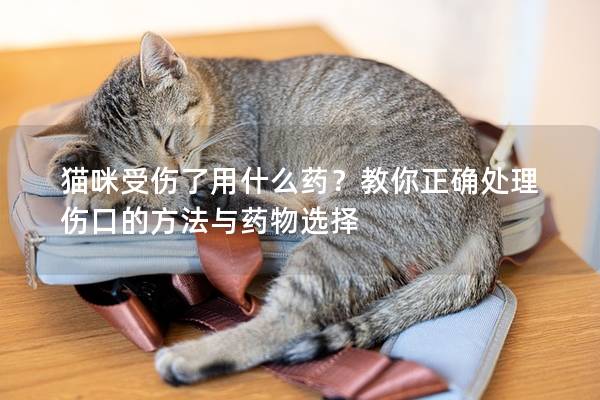 猫咪受伤了用什么药？教你正确处理伤口的方法与药物选择