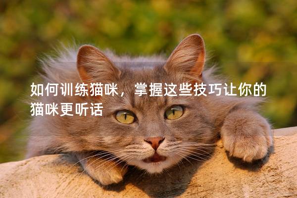 如何训练猫咪，掌握这些技巧让你的猫咪更听话