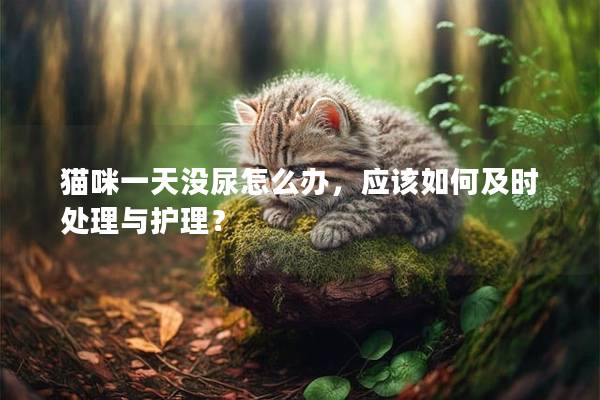 猫咪一天没尿怎么办，应该如何及时处理与护理？