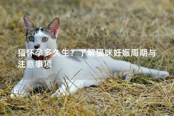 猫怀孕多久生？了解猫咪妊娠周期与注意事项