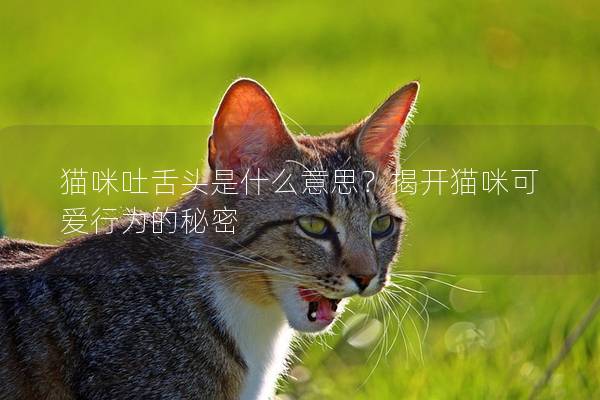 猫咪吐舌头是什么意思？揭开猫咪可爱行为的秘密