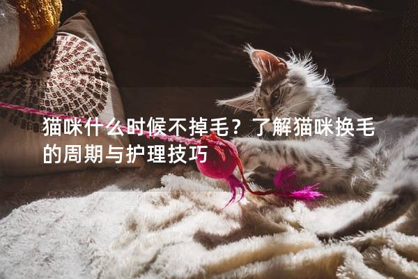 猫咪什么时候不掉毛？了解猫咪换毛的周期与护理技巧