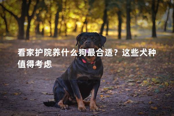 看家护院养什么狗最合适？这些犬种值得考虑