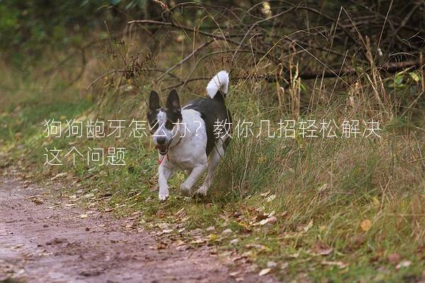 狗狗龅牙怎么办？教你几招轻松解决这个问题