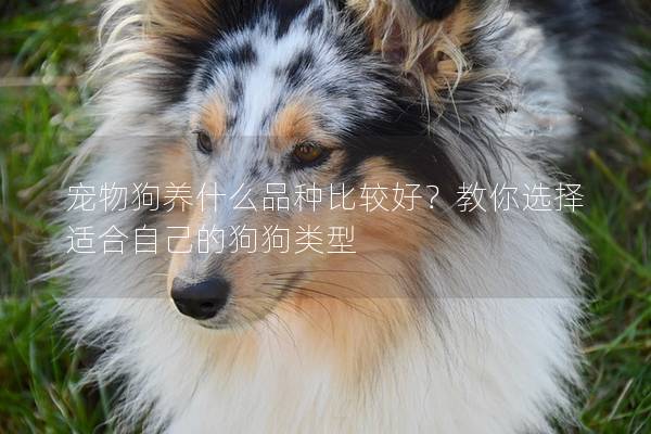 宠物狗养什么品种比较好？教你选择适合自己的狗狗类型