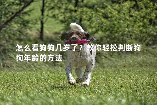 怎么看狗狗几岁了？教你轻松判断狗狗年龄的方法