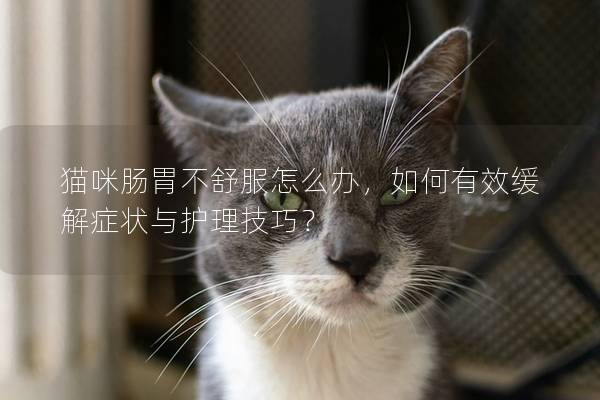 猫咪肠胃不舒服怎么办，如何有效缓解症状与护理技巧？