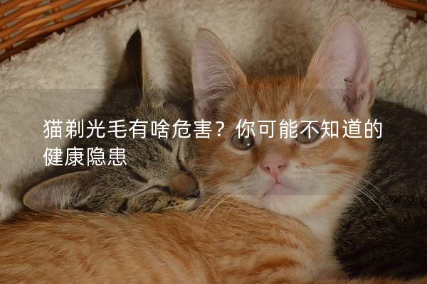 猫剃光毛有啥危害？你可能不知道的健康隐患