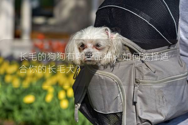 长毛的狗狗有哪些品种，如何选择适合你的长毛犬？