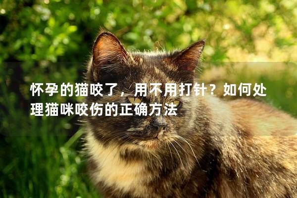 怀孕的猫咬了，用不用打针？如何处理猫咪咬伤的正确方法