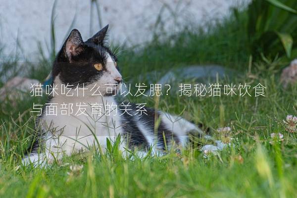 猫咪吃什么可以发腮？揭秘猫咪饮食与面部发育的关系