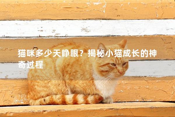 猫咪多少天睁眼？揭秘小猫成长的神奇过程