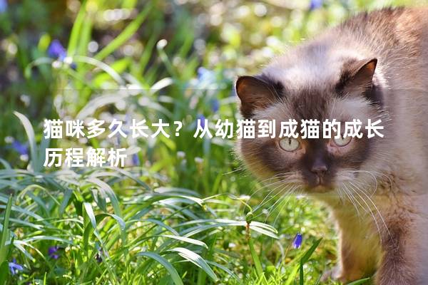 猫咪多久长大？从幼猫到成猫的成长历程解析