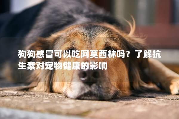 狗狗感冒可以吃阿莫西林吗？了解抗生素对宠物健康的影响