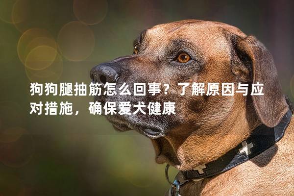 狗狗腿抽筋怎么回事？了解原因与应对措施，确保爱犬健康