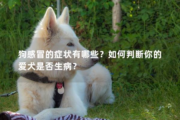 狗感冒的症状有哪些？如何判断你的爱犬是否生病？