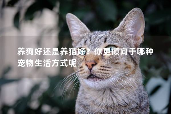 养狗好还是养猫好？你更倾向于哪种宠物生活方式呢