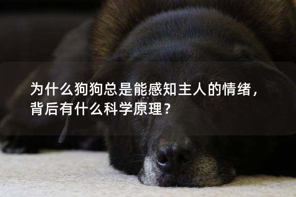 为什么狗狗总是能感知主人的情绪，背后有什么科学原理？