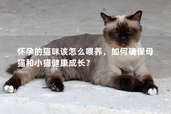 怀孕的猫咪该怎么喂养，如何确保母猫和小猫健康成长？