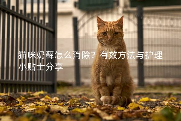 猫咪奶藓怎么消除？有效方法与护理小贴士分享