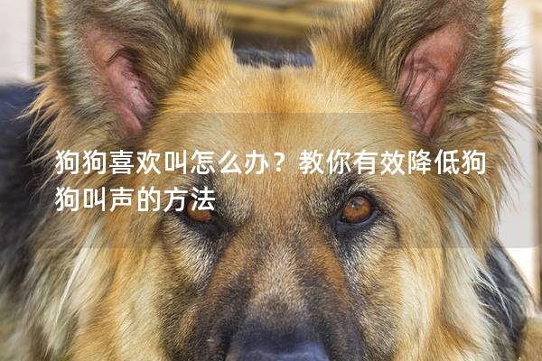 狗狗喜欢叫怎么办？教你有效降低狗狗叫声的方法